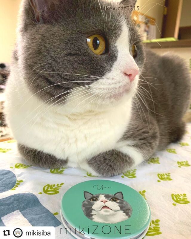 僕かも？！

ミラーのチェックをしてくださっているのは
ふわふわ可愛いおともだち。

大好きなカラーフェイスで
上向きワクワク顔のミラーを
制作させていただきました

とっても素敵カラーで
ワクワク顔とも相性抜群です♪

ありがとうございます♡

#Repost @mikisiba with @use.repost
・・・
ん?!
僕かも!!!!!!
5️⃣ｸﾝｸﾝ(￣∞￣)❤️
6️⃣これ、僕ちゃん₍ᐞ•༝•ᐞ₎

ミッキー画伯and肉球ｻﾏ♡⃛(@mickey.cat0315 )に
この度 ふたつめのイラストをお願いし
コンパクトミラーをオーダーしました💓

めちゃかわ〜😻❤️
色味もイメージ通りで うわぁ😍って感じでした❀.(*´▽`*)❀.

出来上がりは、肉球ｻﾏ♡⃛が念入りにチェックして下さり確認のメールのやり取りをして下さってから送ってくださいました🥰
とても丁寧なところ♡心のこもったお手紙を添えて下さるところ♡毎回 心暖かくなります💖
素敵なミラーをつくってくださり
ありがとうございました🍀*゜

#ミッキー玉国
#ミッキー画伯イラストグッズ見てみて
#mikizone
#ブリティッシュショートヘア  #うに
#猫好きさんと繋がりたい  #ねこのきもち #nyancon01  #ブリ商会 #猫love会