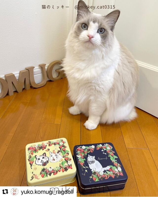 嬉しすぎるスクラップ♡

バレンタイン缶は、かわいく届けたい〜
という想いから

大好きなみんにゃへ
ハートと甘い想いをこめて
チョコレートのようにラッピング

そんな梱包素材ですら
ノートに保存してくださる
ママさん

かわいく保存して下さり
大切に思って下さり

てぃーむみきぞーん みんな
いつも嬉しく拝見してます♡

ありがとうございます😊

#Repost @yuko.komugi_ragdoll with @use.repost
・・・
＊
＊
@mickey.cat0315 さまイラストでの

バレンタイン缶届いたよ(｡ •ᴗ•)つ💝🍫

ラッピングもめちゃ可愛くて😍💕
缶もとってもかわいい♥️

ラッピングのあまりの可愛さに、その素材を何かに使えないかと考えてみた🤔💭✨

そこで、ミッキー玉国カレンダーシール帳をカスタマイズしました♥️

結ばれてたリボンも付けたら、シール帳が可愛く変身🤭💓

もちろん、いちごチョコMikizoneシールも大事大事😂💕

内側に貼り貼り🤣🤣

裏側には、同梱されてたHappyValentine🍫🍓のイラストを貼り貼り🤭💕

めちゃくちゃ自己満ですが、大切な宝物のシール帳(笑)🥰💓💓

ミッキー画伯＆肉球さま＆てぃーむみきぞーん✨さま

またまた素敵な物をありがとうございました🥰💕

とても可愛い仕上がりで大満足です🤭💓

 #ミッキー玉国のバレンタイン  #ミッキー玉国  #バレンタイン缶  #こむぎ  #こむぎちゃん #ラグドール  #ラグドール女の子  #ラグドール猫  #大好きなイラストレーターさん  #宝物が増えました  #宝物 #ミッキー画伯イラストグッズ見てみて  #ミッキー画伯イラスト